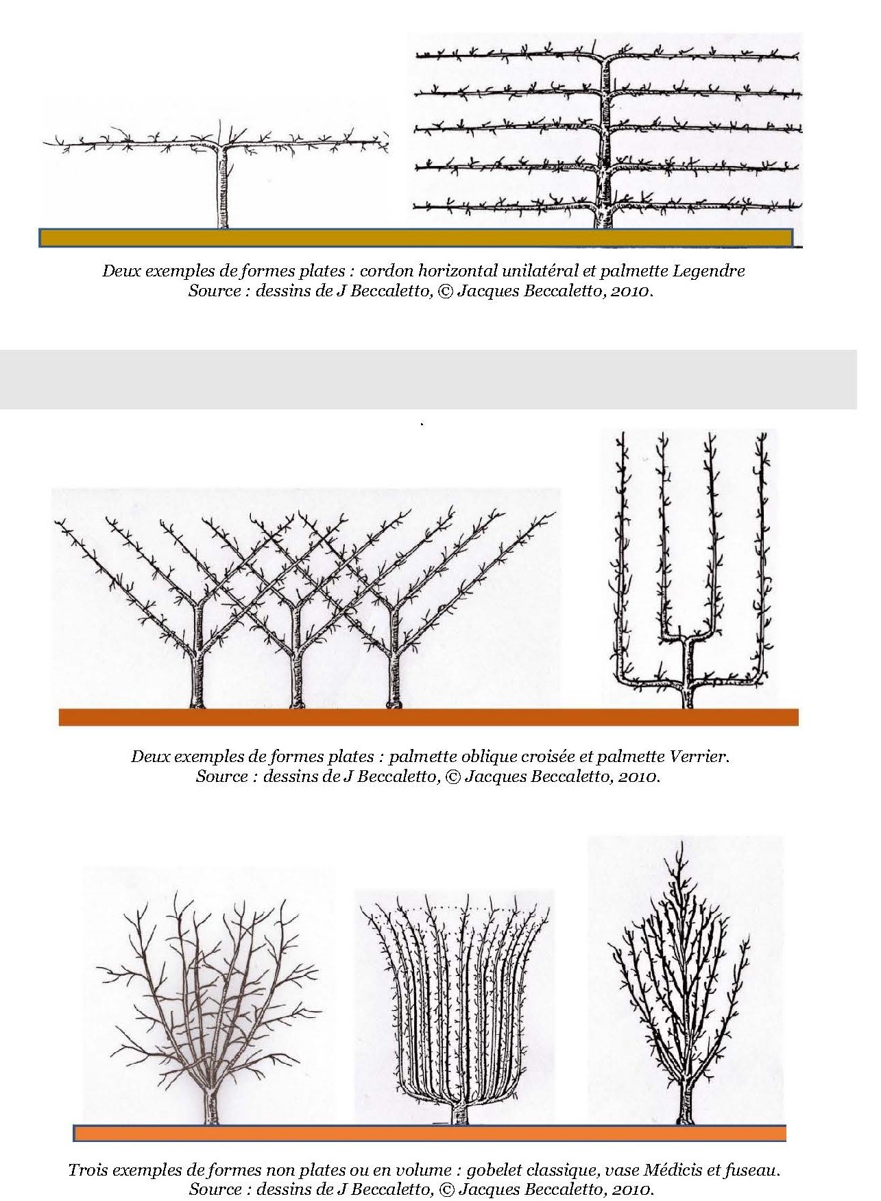 taille-fruiti-re-de-formation-et-de-fructification-l-art-de-l-espalier